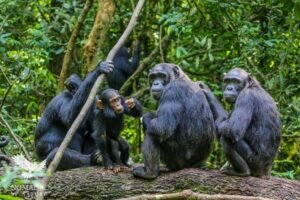 Read more about the article Behaviour of Chimpanzees