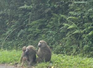Read more about the article Discover Kibale Forest, Flora and Fauna of Uganda