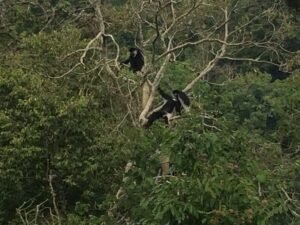 Read more about the article Kibale School of Wildlife Conservation: Pioneering Environmental Conservation in Uganda